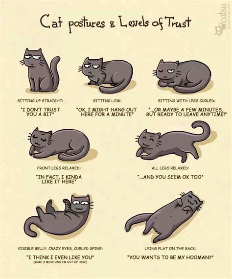 Do cats know if you like them?