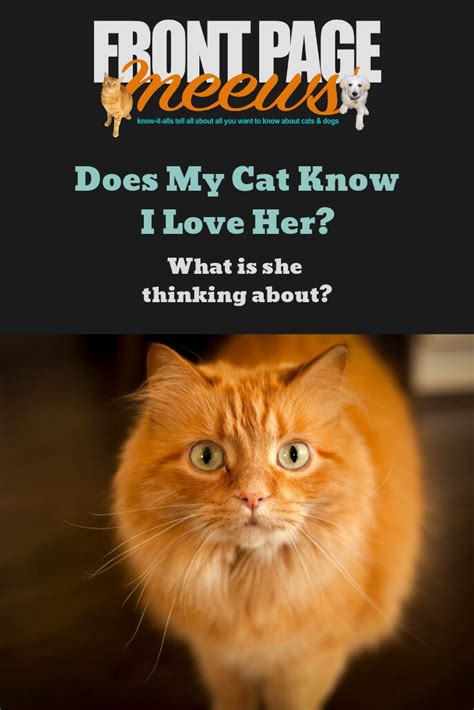 Do cats know that you love them?