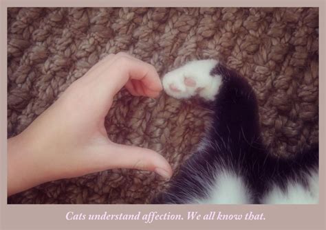 Do cats know the word I love you?