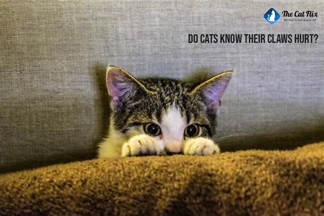 Do cats know their claws hurt?