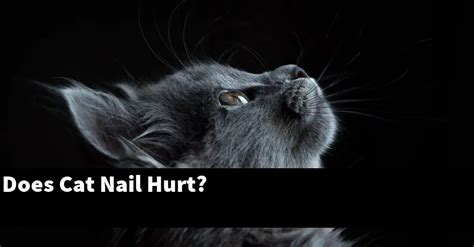 Do cats know their nails hurt?