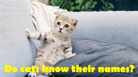 Do cats know their names?