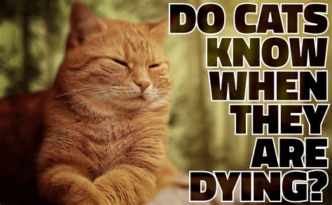 Do cats know they'll die someday?