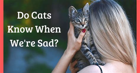 Do cats know we're sad?