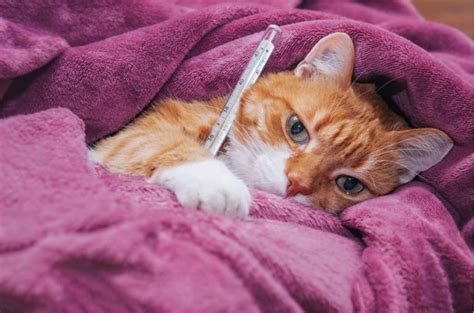 Do cats know we're sick?