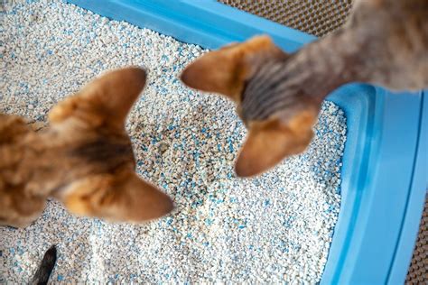 Do cats know we change their litter?