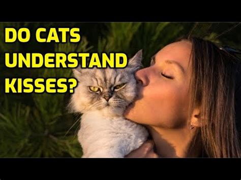 Do cats know we kiss them?