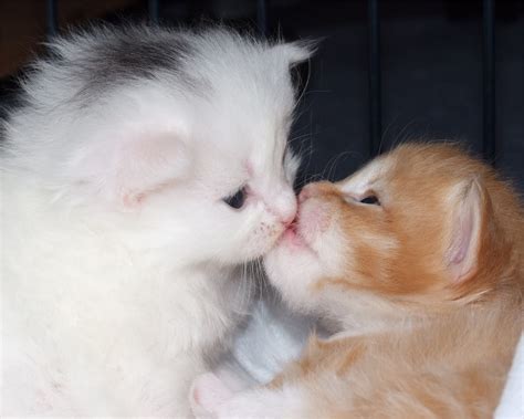 Do cats know what kisses are?