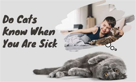 Do cats know when cats are sick?