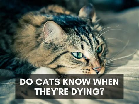 Do cats know when they are lost?
