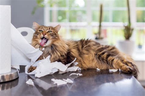 Do cats know when they misbehave?