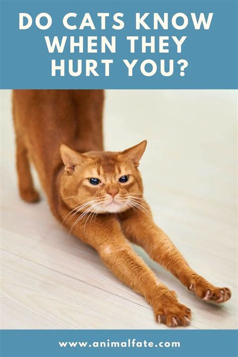 Do cats know when you are hurt?