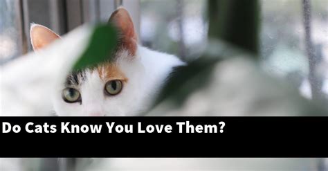 Do cats know when you yell at them?