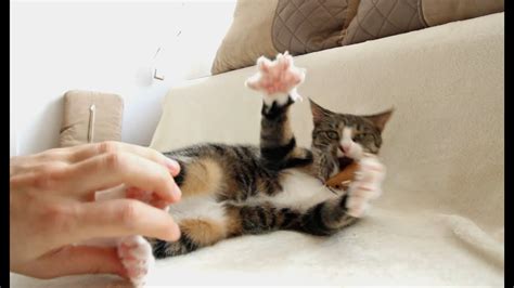 Do cats laugh when tickled?