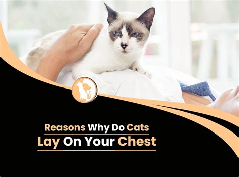 Do cats lay on your chest to heal you?