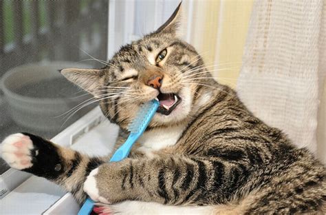 Do cats let you brush them?