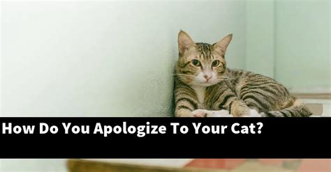 Do cats lick to apologize?