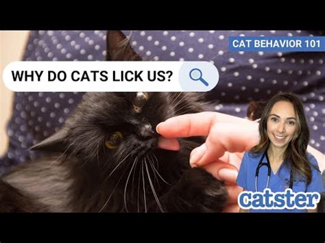 Do cats lick you to taste you?