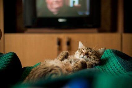 Do cats like TV left on?