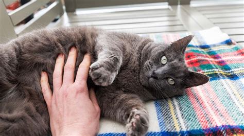 Do cats like a belly rub?
