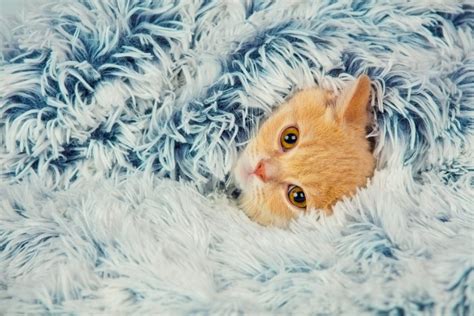 Do cats like being covered with blankets?