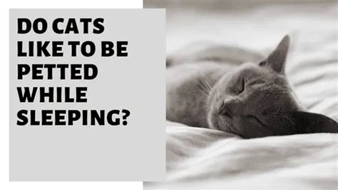 Do cats like being pet while sleeping?