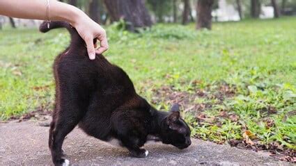Do cats like being touched on their back?