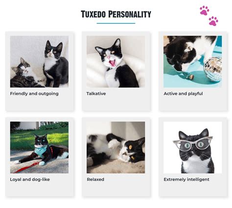 Do cats like certain personalities?