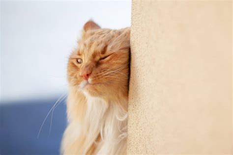 Do cats like ear rubs?