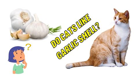 Do cats like garlic?