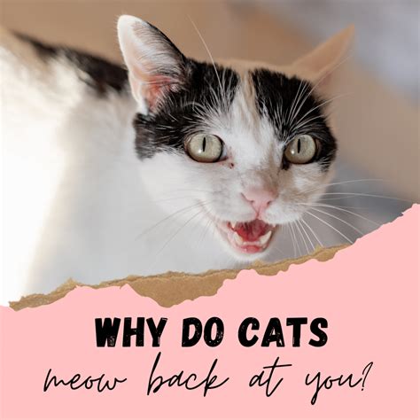 Do cats like it when you meow back?