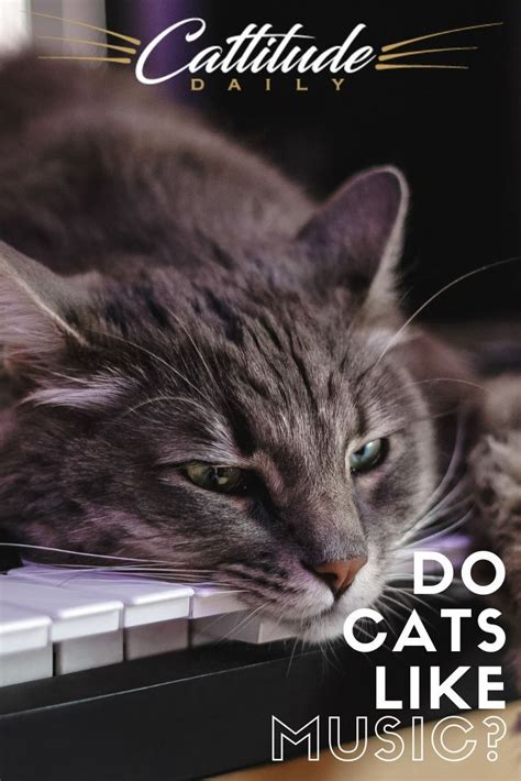 Do cats like music or silence?