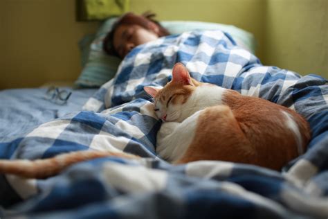Do cats like sleeping with humans?