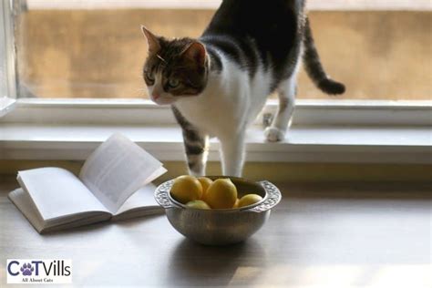 Do cats like smell of lemon?