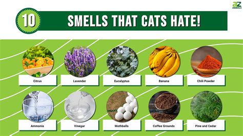 Do cats like smell of vinegar?