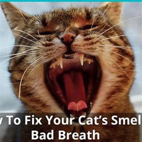 Do cats like smelly humans?