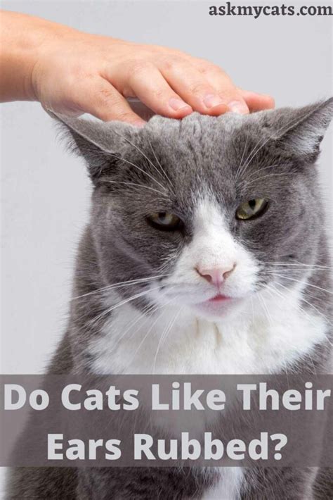 Do cats like their ears rubbed?