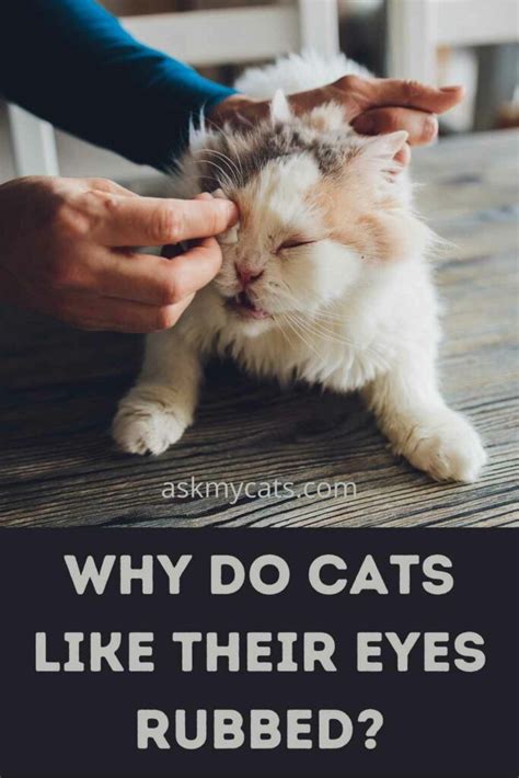Do cats like their eyes rubbed?