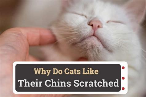 Do cats like their face touched?