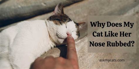 Do cats like their nose touched?