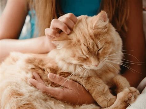 Do cats like to be alone when sick?