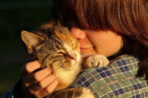 Do cats like to be kissed?