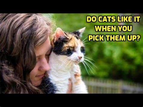 Do cats like to be picked up?