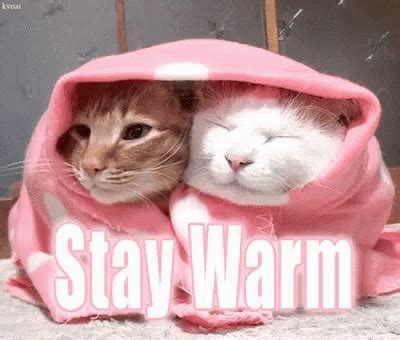 Do cats like to be warmer than humans?