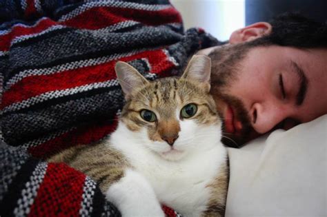 Do cats like to cuddle when sick?