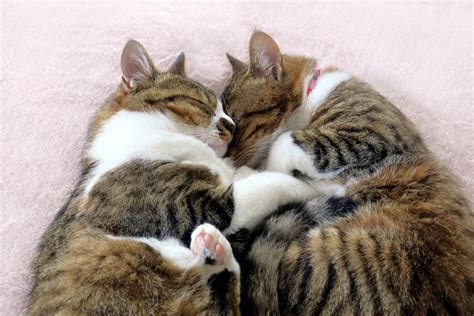 Do cats like to sleep together?