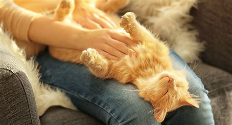 Do cats like tummy rubs?