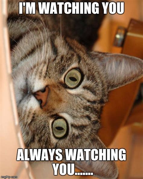 Do cats like watching you?