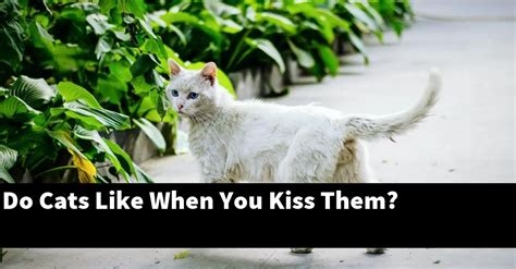 Do cats like when we kiss them?