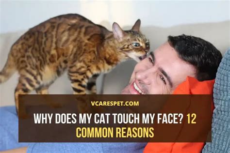 Do cats like when you touch their face?